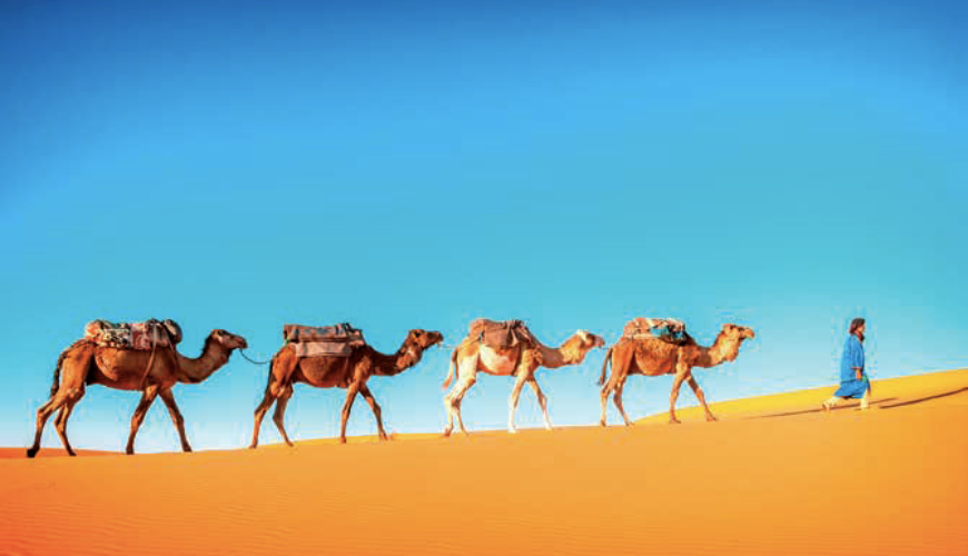 De achttiende kameel
